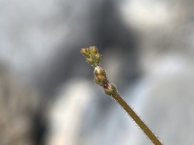 Eriogonum brachypodum, photographed by Matt Berger
