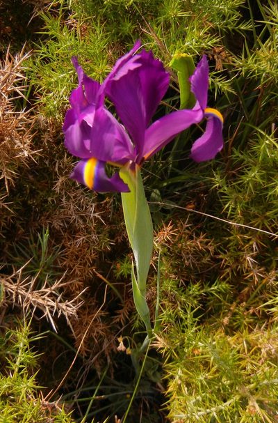 Iris filifolia, photographed by Jon Mortin