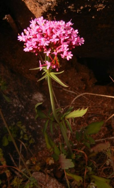 Valeriana macrosiphon, photographed by Jon Mortin