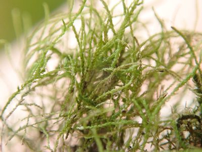 Heterocladium macounii, photographed by Randal