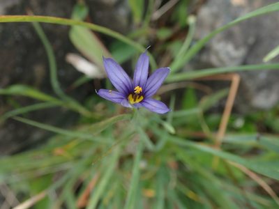 Sisyrinchium idahoense, photographed by Randal