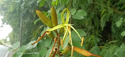 Phanera semibifida, photographed by Ong Jyh Seng
