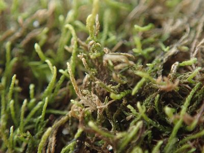 Heterocladium macounii, photographed by Randal