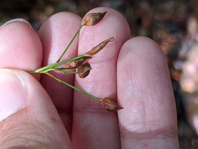 Rhynchospora megalocarpa, photographed by Alison Northup