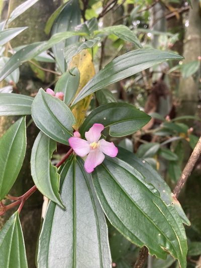 Medinilla fengii, photographed by 張家瑜