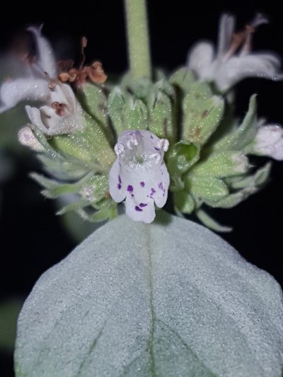 Pycnanthemum floridanum, photographed by Alex Abair