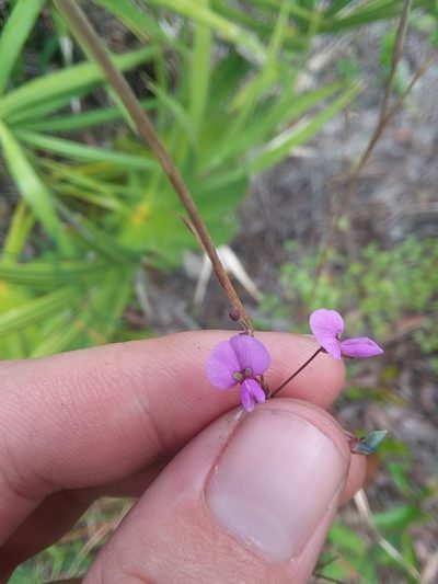 Desmodium strictum, photographed by Will McFarland