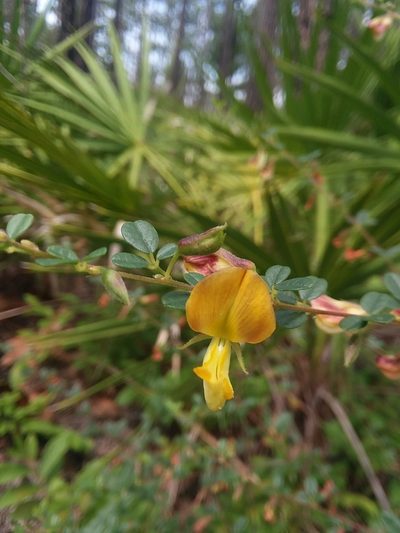 Rhynchosia cytisoides, photographed by Will McFarland