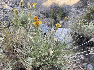 Adenophyllum cooperi, photographed by Matt Berger