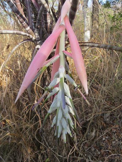 Billbergia pallidiflora, photographed by Francisco Emilio Roldán Velasco