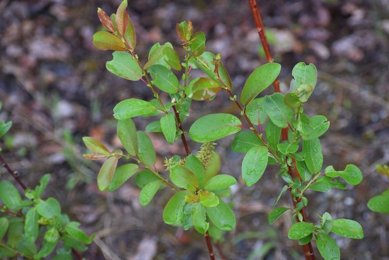 Salix pseudomonticola, photographed by Syd Cannings