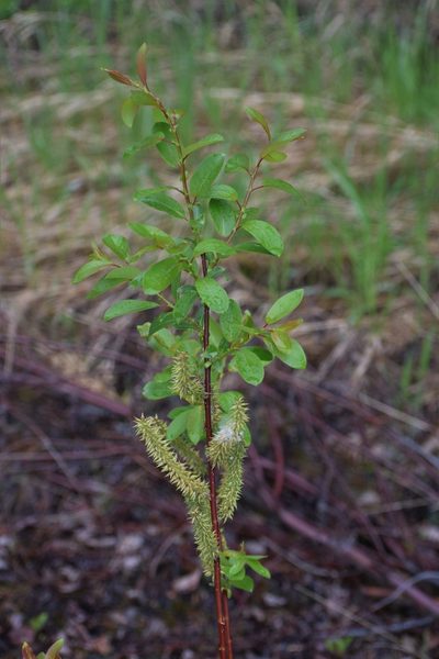 Salix pseudomonticola, photographed by Syd Cannings