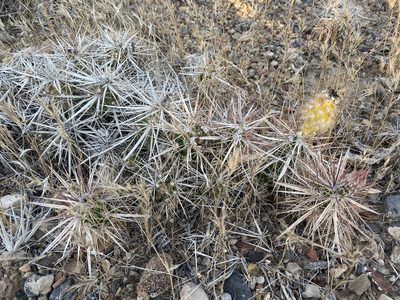 Grusonia parishii, photographed by Matt Berger