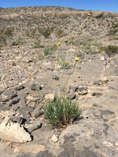 Thelesperma longipes, photographed by Cecelia Alexander