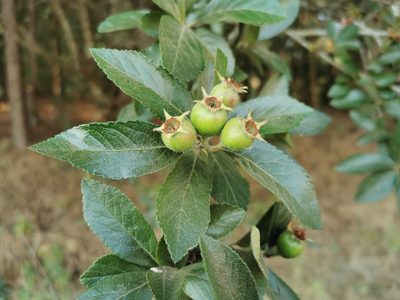 Crataegus mexicana, photographed by Juan Carlos Pérez Magaña
