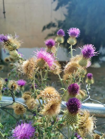 Cirsium rhaphilepis, photographed by Juan Carlos Pérez Magaña