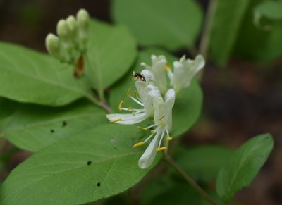 Lonicera ruprechtiana, photographed by Repina Tatyana