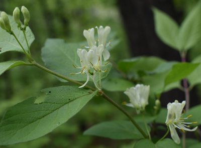 Lonicera ruprechtiana, photographed by Repina Tatyana