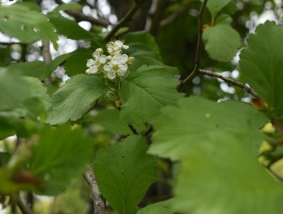 Crataegus maximowiczii, photographed by Repina Tatyana