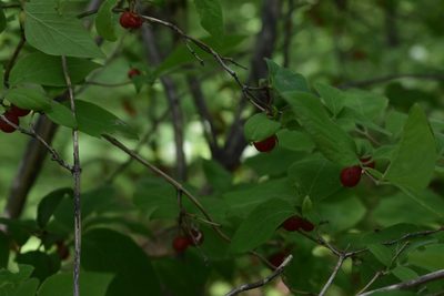 Lonicera praeflorens, photographed by Repina Tatyana