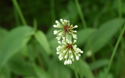 Allium ochotense