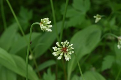 Allium ochotense, photographed by Repina Tatyana