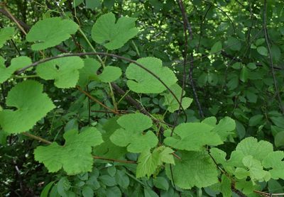Vitis amurensis, photographed by Repina Tatyana