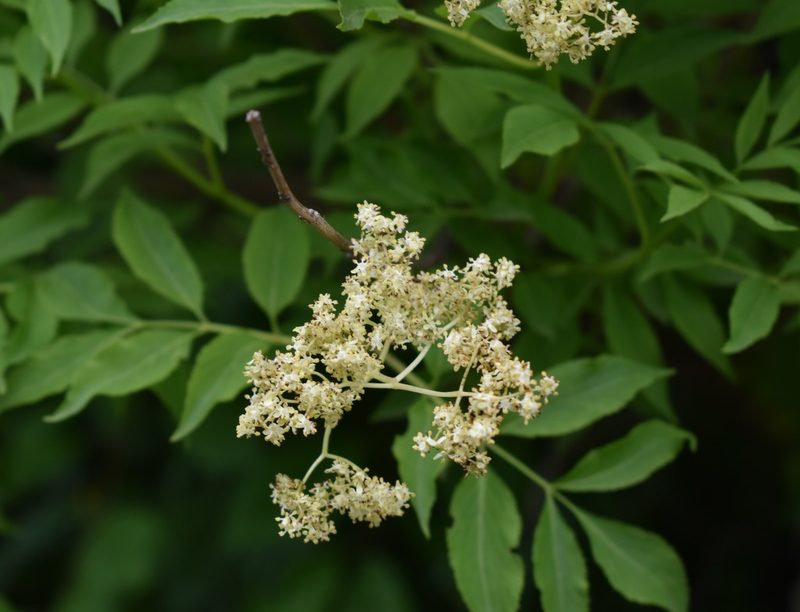 Sambucus williamsii, photographed by Repina Tatyana