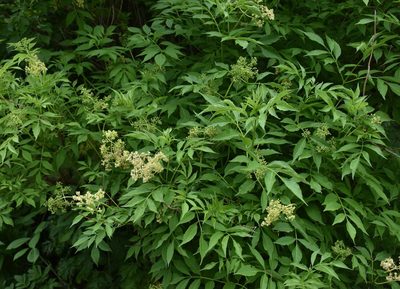 Sambucus williamsii, photographed by Repina Tatyana