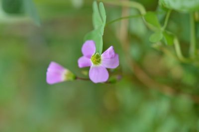 Oxalis alpina, photographed by Neptalí Ramírez Marcial