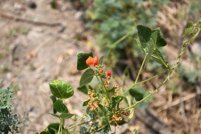 Phaseolus coccineus, photographed by Diana Fuentes