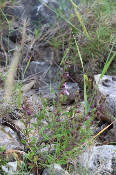 Teucrium lucidum, photographed by Fabien Piednoir