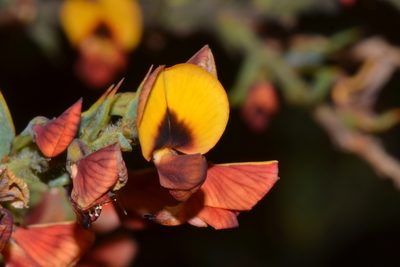Daviesia umbonata, photographed by T. Hammer
