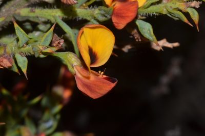 Daviesia umbonata, photographed by T. Hammer