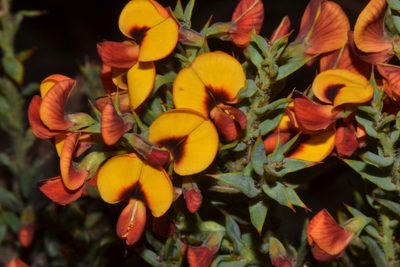 Daviesia umbonata, photographed by T. Hammer
