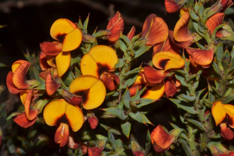 Daviesia umbonata, photographed by T. Hammer