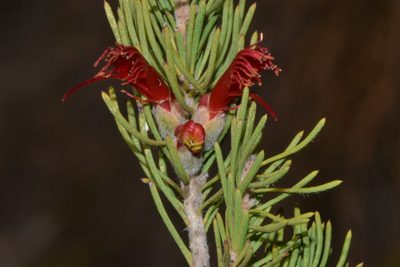 Melaleuca eriocarpa, photographed by T. Hammer