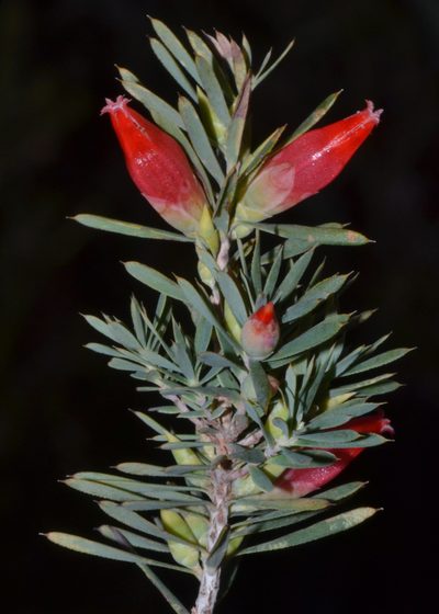 Styphelia tortifolia, photographed by T. Hammer