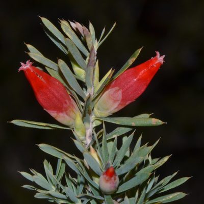 Styphelia tortifolia, photographed by T. Hammer