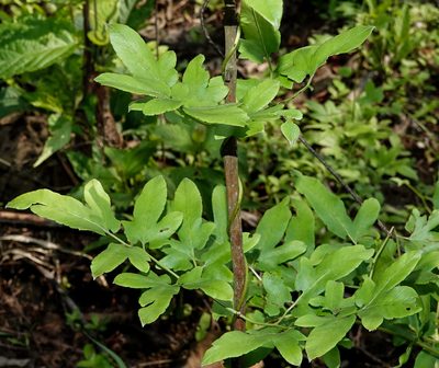 Lygodium flexuosum, photographed by Rejoice Gassah