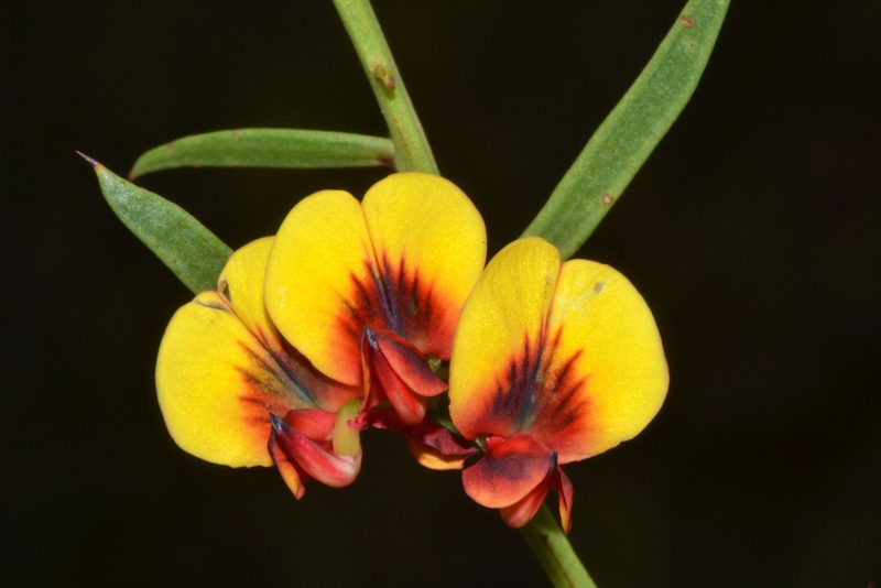 Daviesia angulata, photographed by T. Hammer