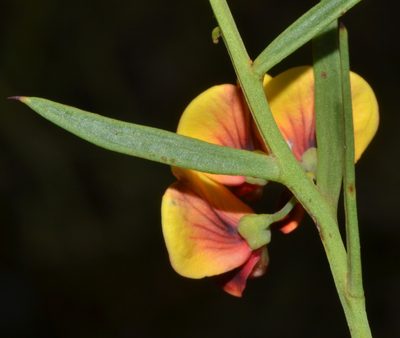 Daviesia angulata, photographed by T. Hammer