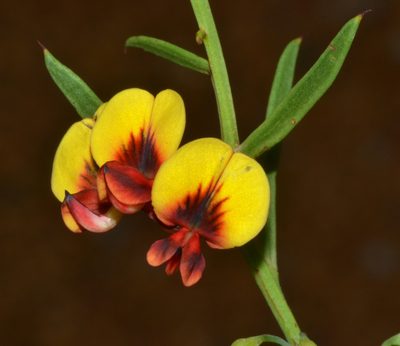 Daviesia angulata, photographed by T. Hammer