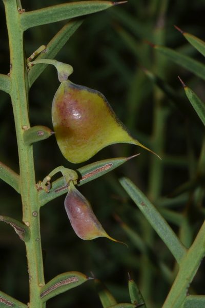 Daviesia angulata, photographed by T. Hammer