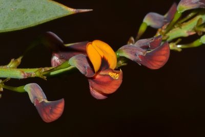 Daviesia nudiflora, photographed by T. Hammer