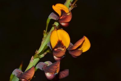 Daviesia nudiflora, photographed by T. Hammer