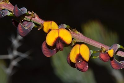 Daviesia nudiflora, photographed by T. Hammer