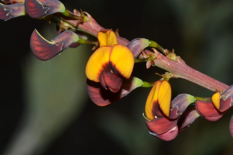 Daviesia nudiflora, photographed by T. Hammer