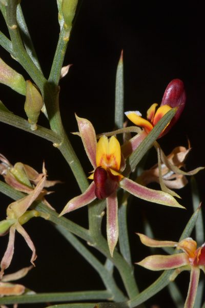 Jacksonia nutans, photographed by T. Hammer