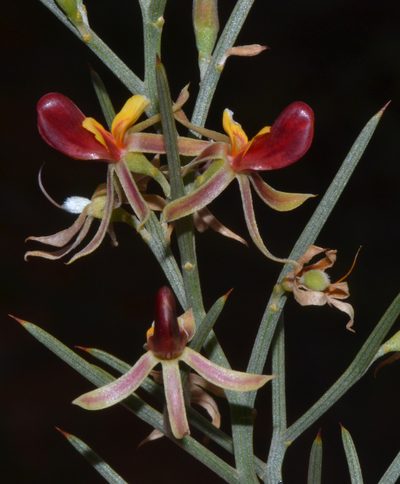 Jacksonia nutans, photographed by T. Hammer
